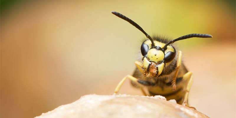 How to Get Rid of Wasps & Hornets Around Your Home
