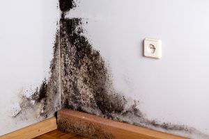 Mold-on-the-Wall