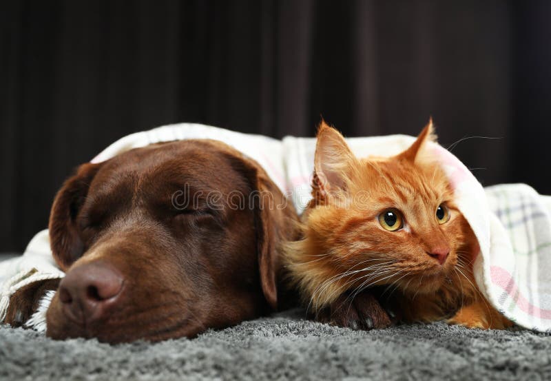 Adorable cat and dog lying under plaid floor. Warm and cozy winter. Adorable cat and dog lying under plaid on floor. Warm and cozy winter royalty free stock images