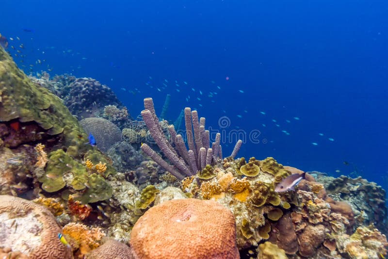 Aplysina archeri,stove-pipe sponge. Is a species of tube sponge on coral reef royalty free stock photography