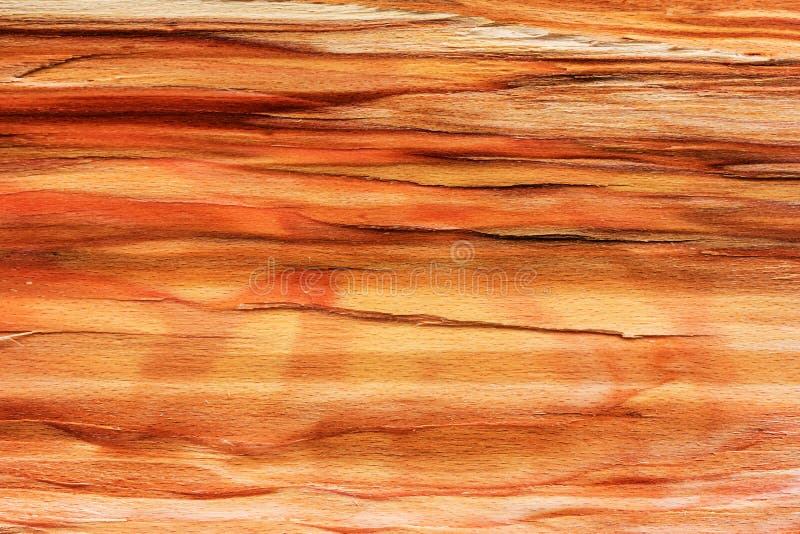 The background wood texture split beech. Stump royalty free stock photos