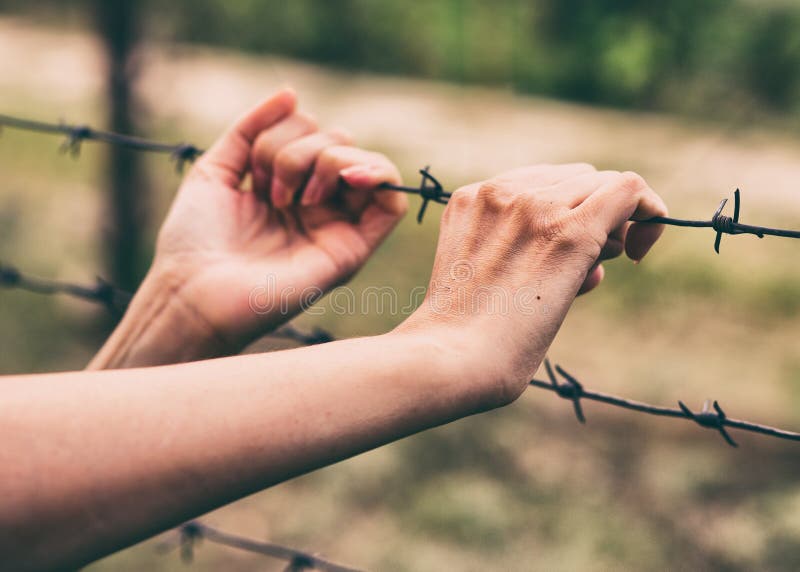 Barbed wire and the hands of a girl. Conceptual scene. Hunger for freedom stock photo