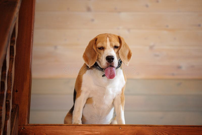 Beagle dog sitting at the stairs on the second floor. Of a wooden house royalty free stock photography