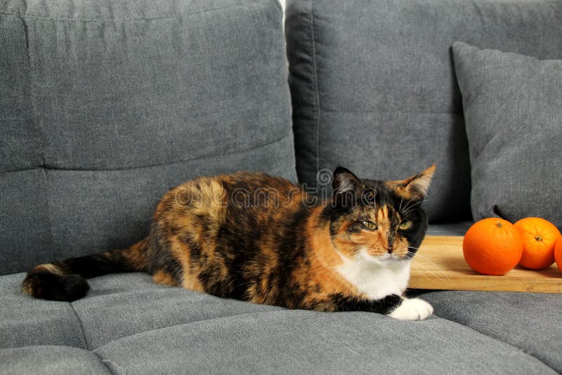 Beautiful dark domestic cat lies on a light gray sofa, oranges on a dish, cozy home concept, close-up stock photos