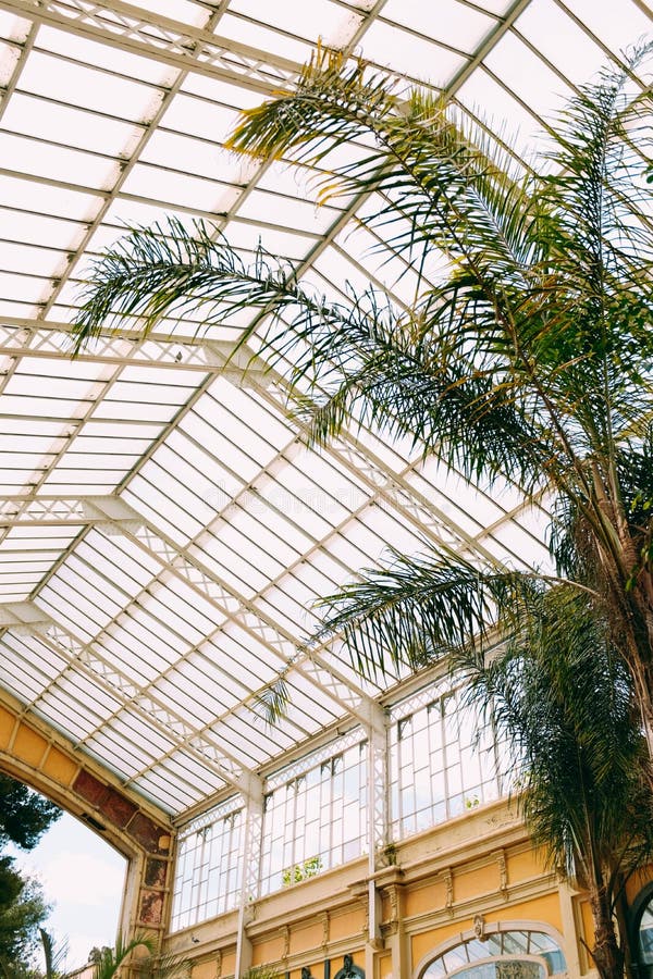 Beautiful vertical shot of a large exotic tree in a botanical garden with a glass ceiling. A beautiful vertical shot of a large exotic tree in a botanical garden royalty free stock photos