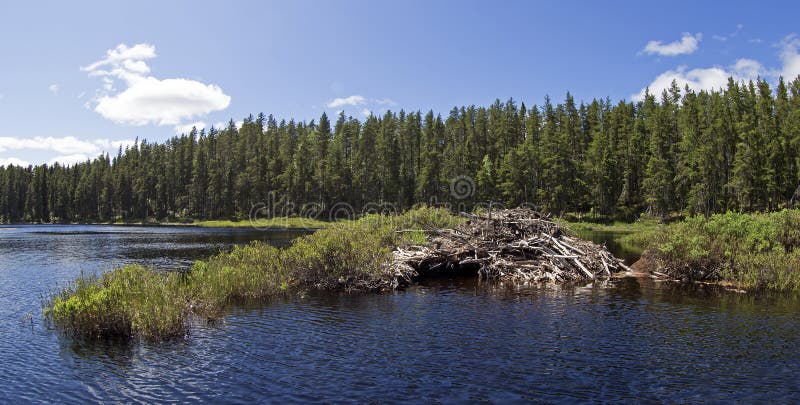 Beaver house. On wild canadian lake royalty free stock images