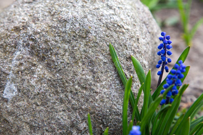 Blue lavender surrounding a stone with hiking mark in provence royalty free stock images