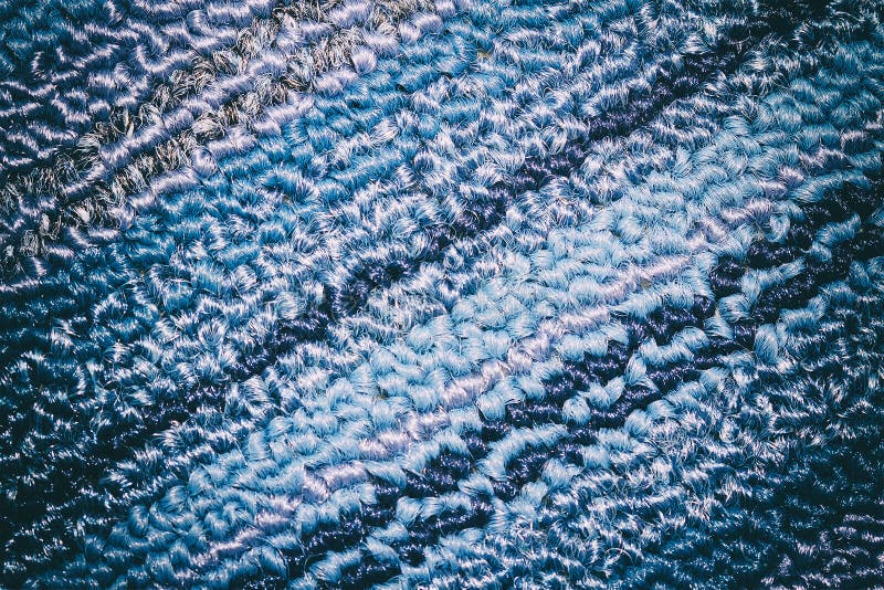 Blue and sky and gray carpet background texture. In close up royalty free stock photo