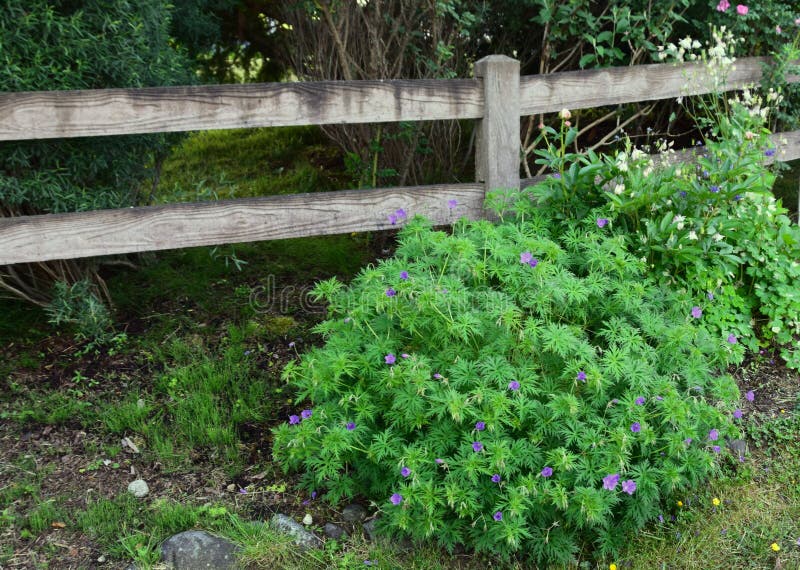 Concrete with wood effect garden fence. Purple flowered plant in front of a concrete with wood effect garden fence royalty free stock photo