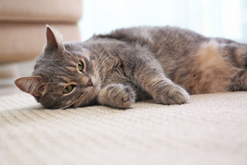 Cute gray tabby cat on carpet. Lovely pet. Cute gray tabby cat on carpet indoors. Lovely pet royalty free stock photography