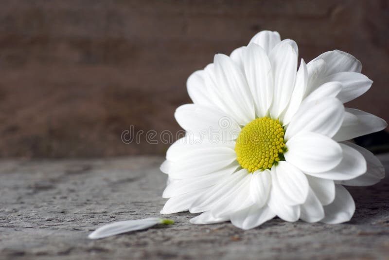 Daisy with petal on wood. Daisy flower with lost petal over wood background stock images