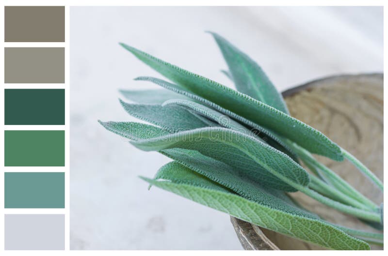 Earth and greenery color palette swatches of complementary tones. Fresh sage leaves in coconut bowl on white gray stone background stock photos