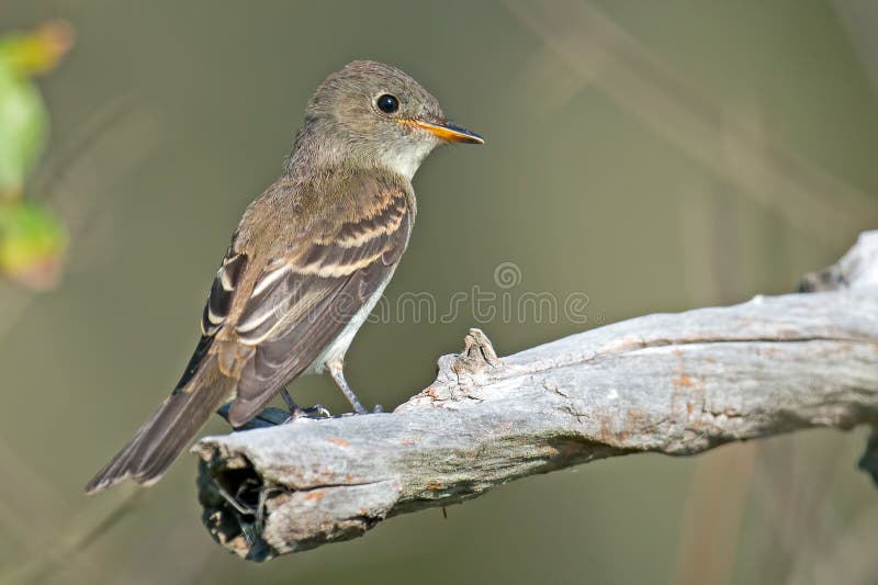 Eastern Wood-Pewee. Standing on a branch royalty free stock photo