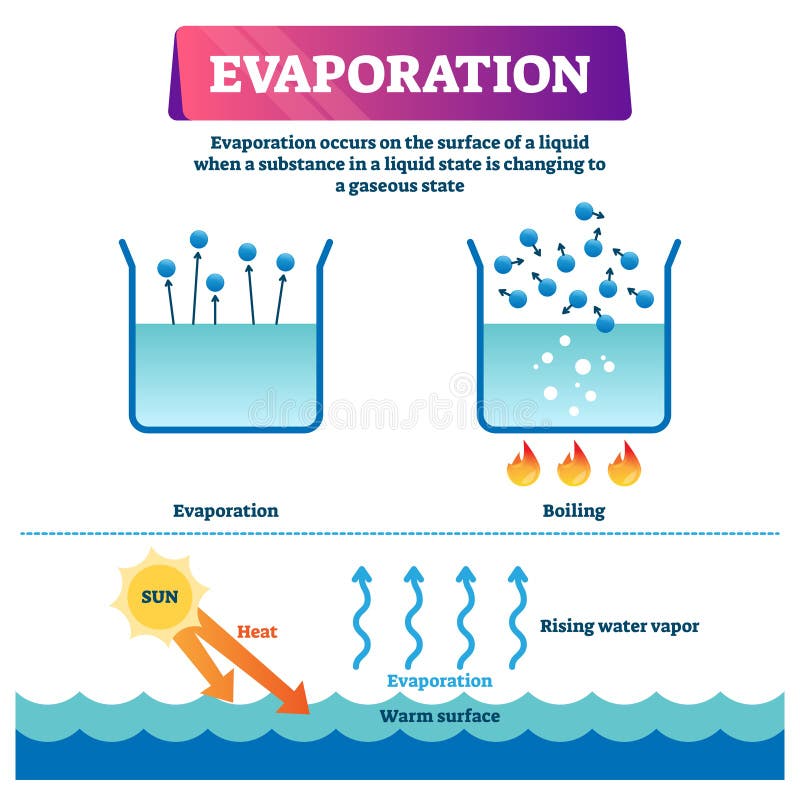 Evaporation vector illustration. Labeled liquid to gas state process scheme vector illustration