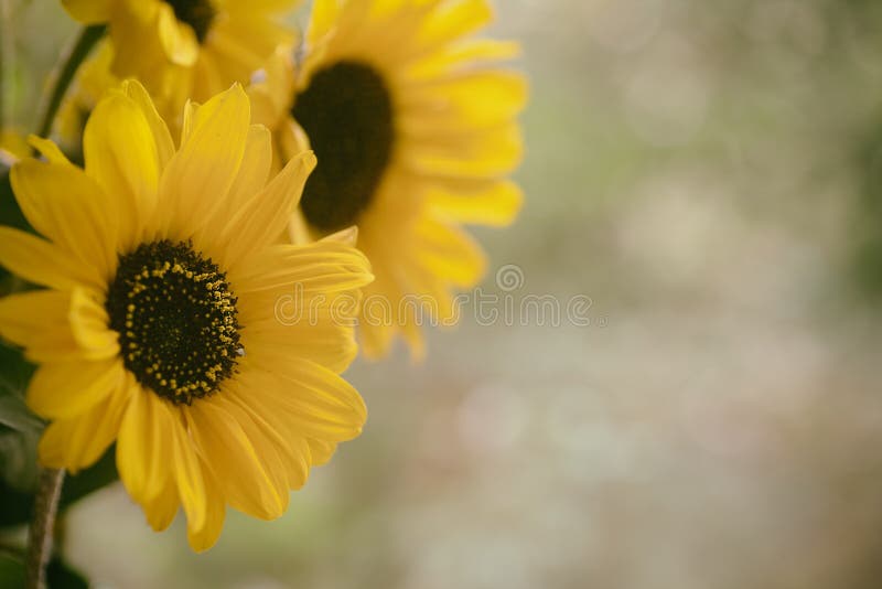 Fall Sunflowers on side with blur natural outside tones in background with room or space for copy, text or your words. Horizontal. With moody muted and sepia stock images