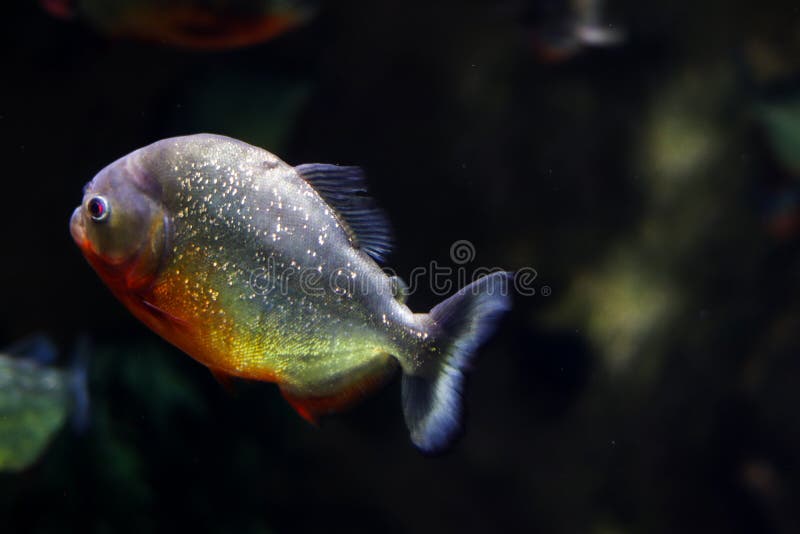 A fish is swimming in water on a black background. Ocean fish with red and yellow color glistens with a blurry. Background. Side view of fish with bokeh effect stock photo