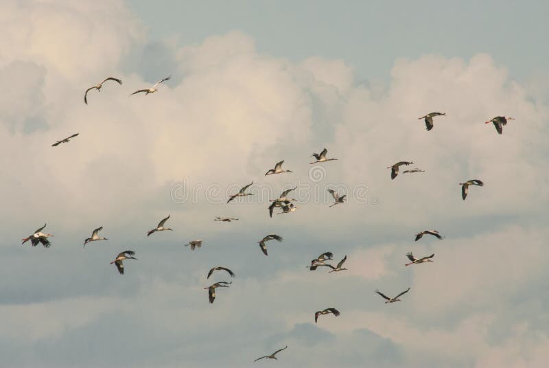 Flock of birds flying among the clouds in the sky - perfect for a wallpaper. A flock of birds flying among the clouds in the sky - perfect for a wallpaper stock photo
