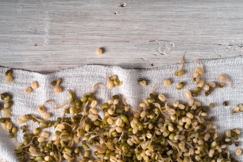 Germinated beans on a napkin at the bottom stock image