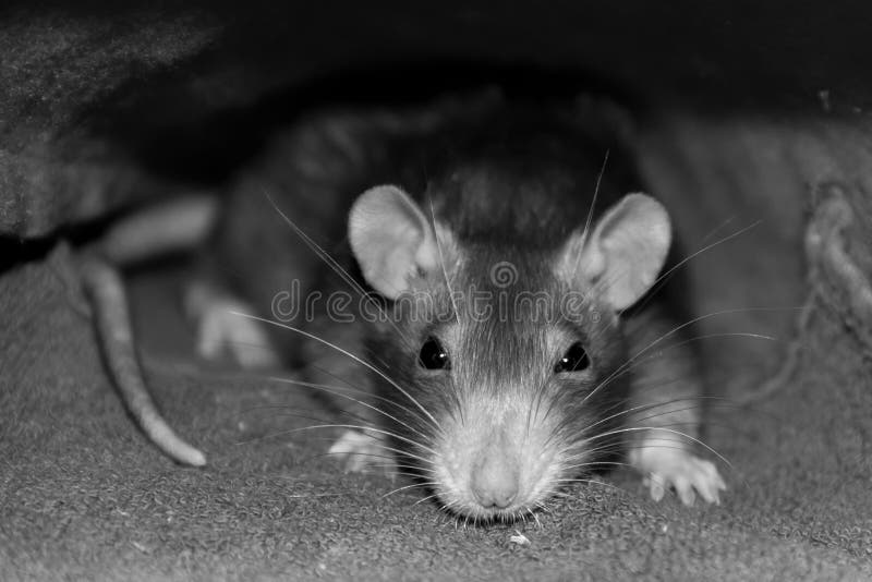 Gray rat artful intelligent look accent on the head with long mustaches and shady eyes in gray tones sepia trimming of the trunk stock photography