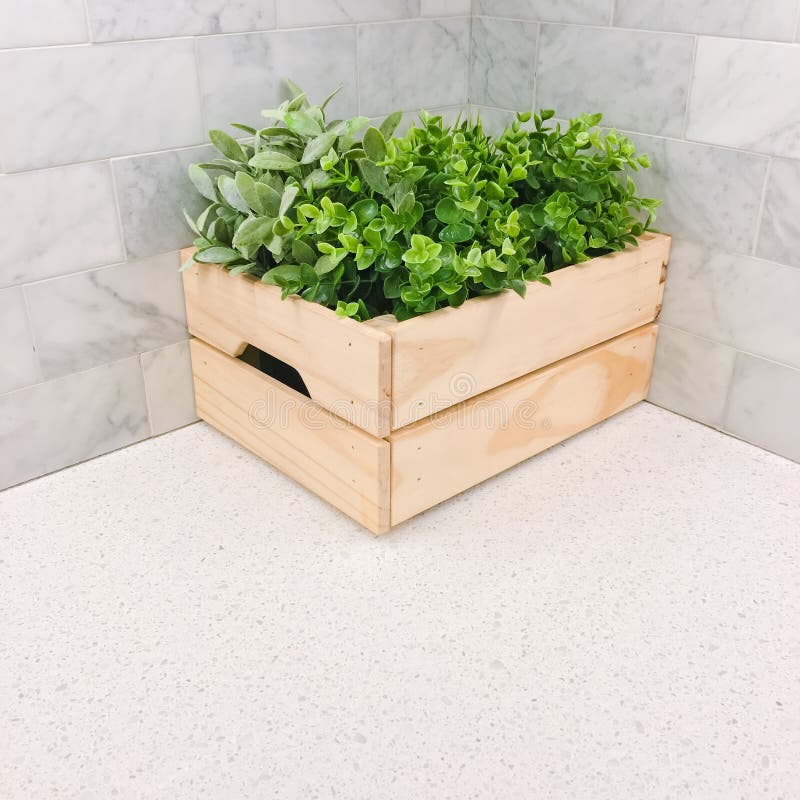 Green plant in a wooden box in the kitchen corner stock photos