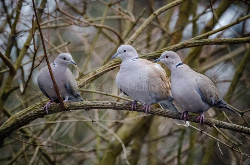 Group of Eurasian Collared Dove in nature environment Streptopelia decaocto . Some birds, animals with brown background wallpaper. Group of Eurasian Collared royalty free stock photos