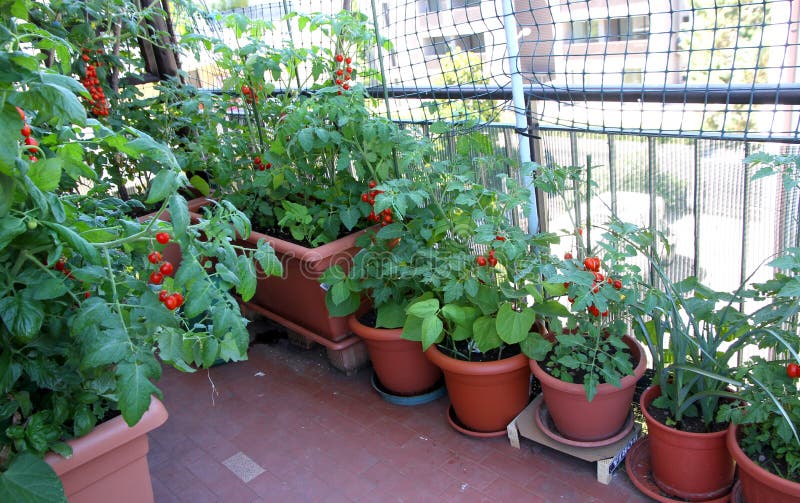 Growing tomatoes on the terrace of the apartment building royalty free stock photo