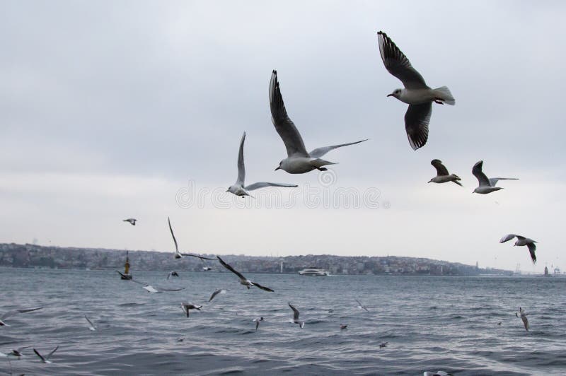Gulls fly over the sea, a photo in dark blue and gray tones stock photo