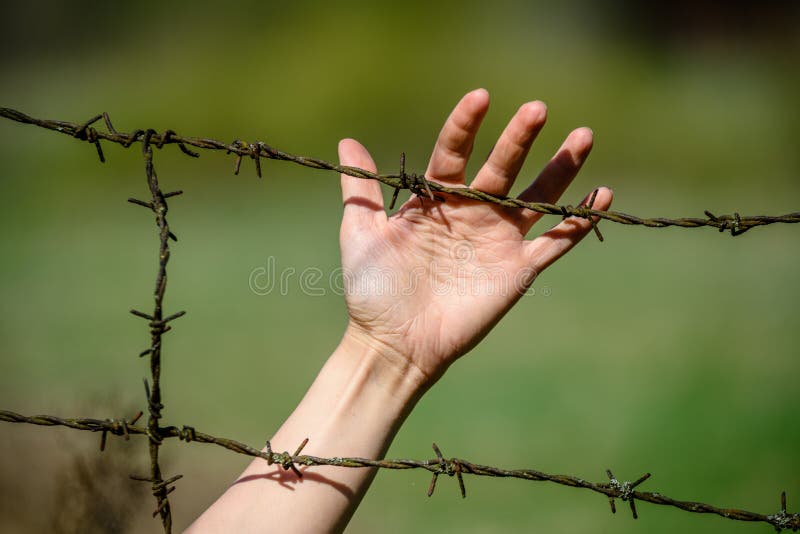 Hand clutch at barbed wire fence on green background. Womans Hand clutch at barbed wire fence on green background royalty free stock photo