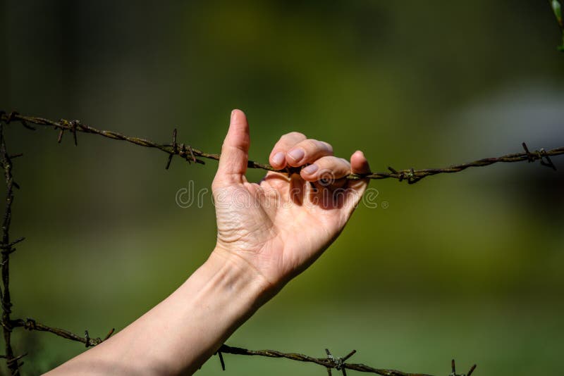 Hand clutch at barbed wire fence on green background. Womans Hand clutch at barbed wire fence on green background stock photography