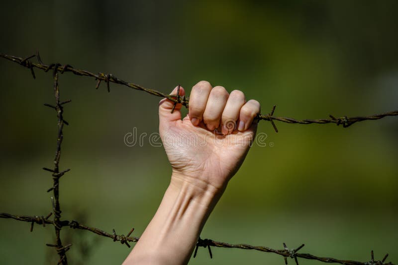 Hand clutch at barbed wire fence on green background. Womans Hand clutch at barbed wire fence on green background stock photo