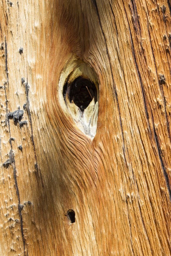 Hole in wood. With grainy bark stock photos