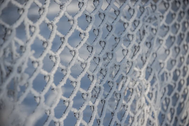 Mesh netting , frost , snow. Mesh netting, frost, snow, the focus in the center of the grid in the winter stock photos