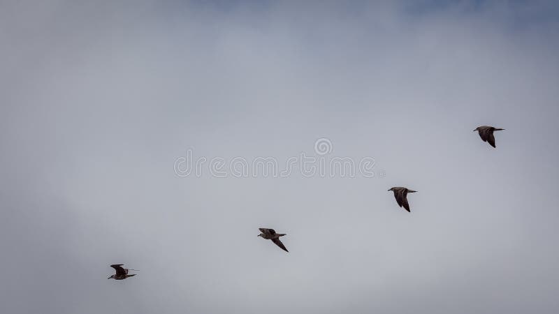 Mesmerizing view of birds flying in the sky - perfect for wallpaper. A mesmerizing view of birds flying in the sky - perfect for wallpaper stock image