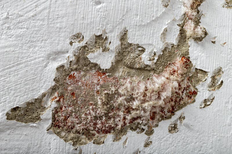 Mold on a freshly painted apartment wall. The wall surface was damaged by mold royalty free stock photography