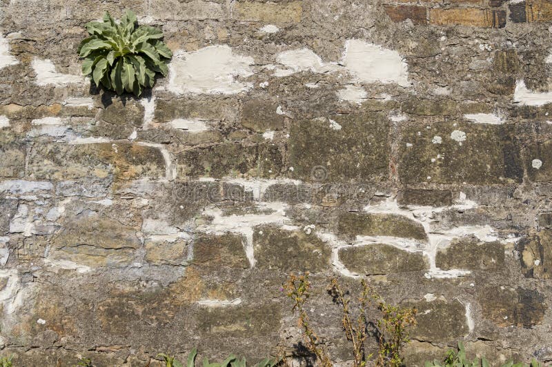 Old wall of natural stone with efflorescence and growth, grouted and plastered and repaired with brick. In harsh sunlight royalty free stock image