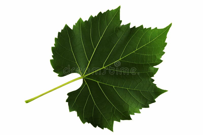 One leaf of grapes isolated on white background, a bottom side of the leaf. One leaf of grapes isolated on white background, the bottom side of the leaf stock image