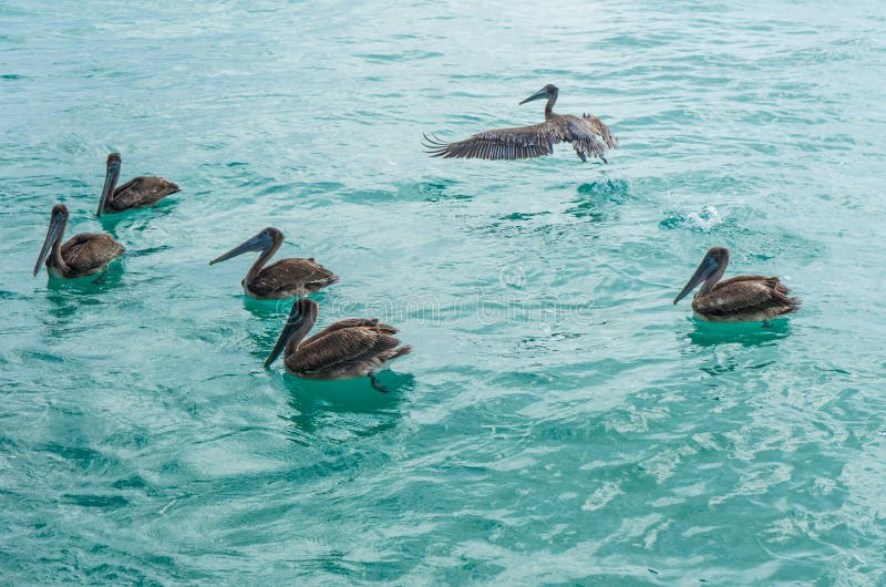 Pelicans in Caribbean sea. Six birds in turquoise water. Nature background or wallpaper. Animals wildlife. Puerto Morelos. Yucatan. Quintana roo. Mexico stock photo