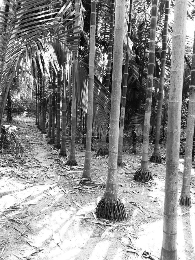 Portrait Symmetrical view of betel nut trees in Black and white royalty free stock photos