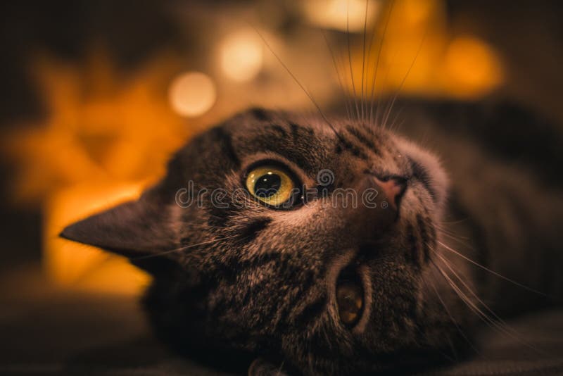 Potrait of stripped cat laying on the sofa with orange lights on backround. Old cat with an injured eye laying in dark with lamp stock image