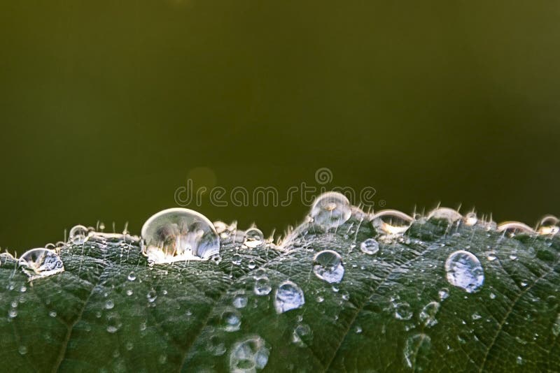 A ray of light glistens in drops of water on the leaves of wild strawberries at sunset macro  in the glare of light. A ray of light glistens in drops of water on stock photography