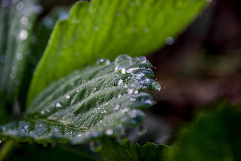 A ray of light glistens in drops of water on the leaves of wild strawberries at sunset. Macro royalty free stock images