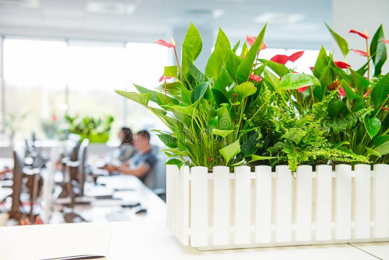 Selective focus on calla flowers in the pot with blurred background of light interior of open work space office with desks, comput. Ers and working people. Green royalty free stock photo