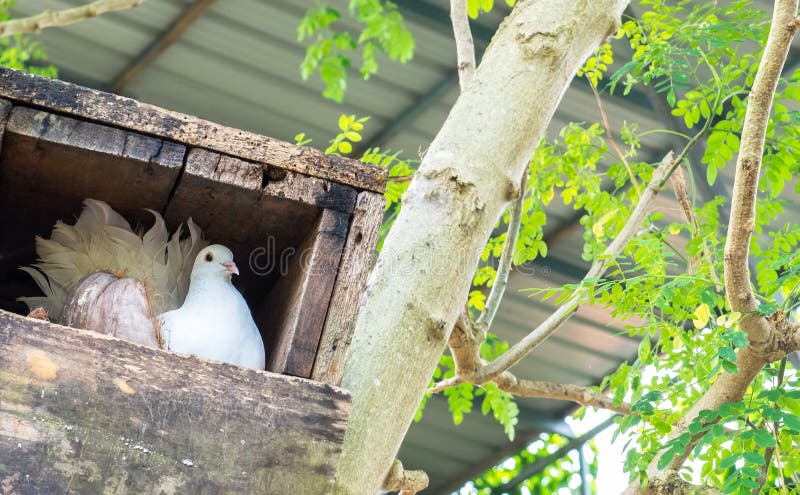 Single White Pigeon (Dove) in The Wooden Box Nest at The Corner with Copyspace. To Input Text royalty free stock image