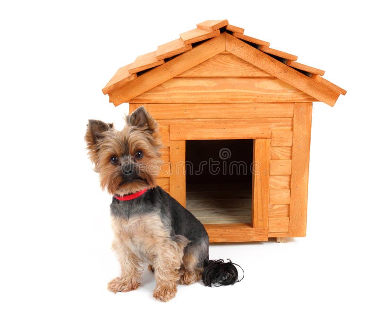 Small dog with wooden dog