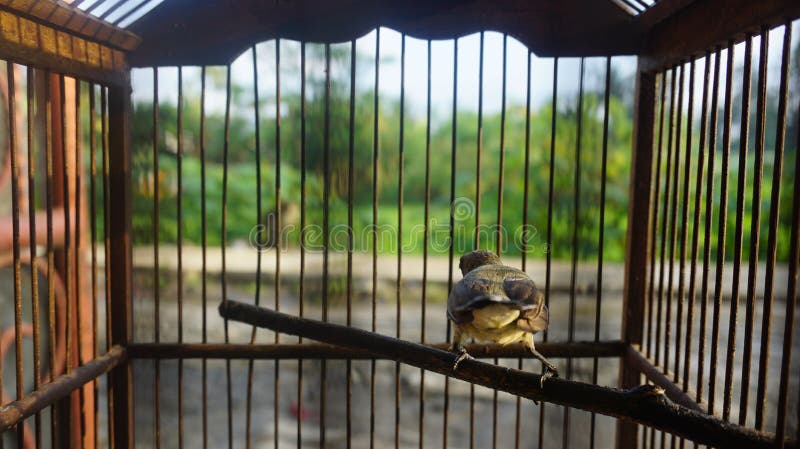 A small gray calibri that is jumping around in a wooden cage. Suitable for people who need photos of birds as wallpaper or printe. D stock photography