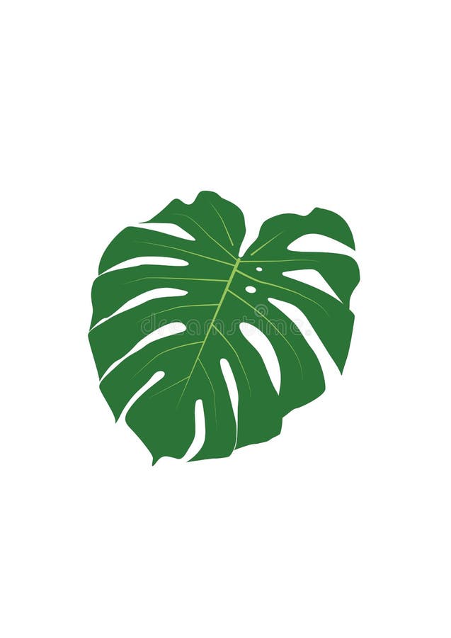 Stylish wallpaper with leaves of monstera on a white background. Stylish wallpaper with tropical leaves of green color on a white background vector illustration
