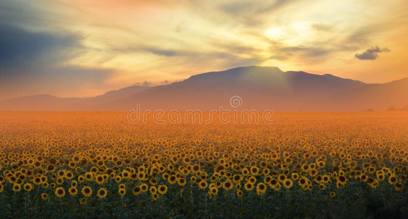 Sunflower Field,Summer Sunset.Beautiful Nature Background.Artistic Wallpaper.Art Photography.Summer Landscape.Sky,clouds,sun. stock photography