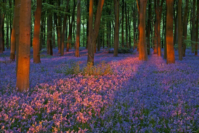 Sunset in a beautiful bluebell wood. Late evening light rakes through a beautiful bluebell wood near Micheldever, Winchester, UK royalty free stock images