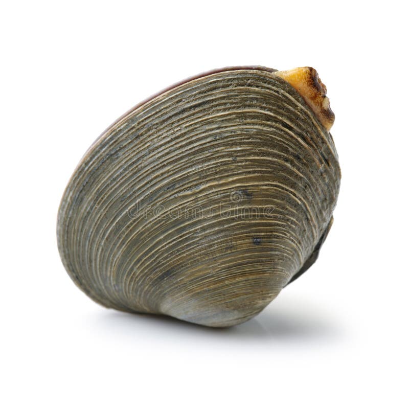 Symmetrical side view of a large quahog against royalty free stock image