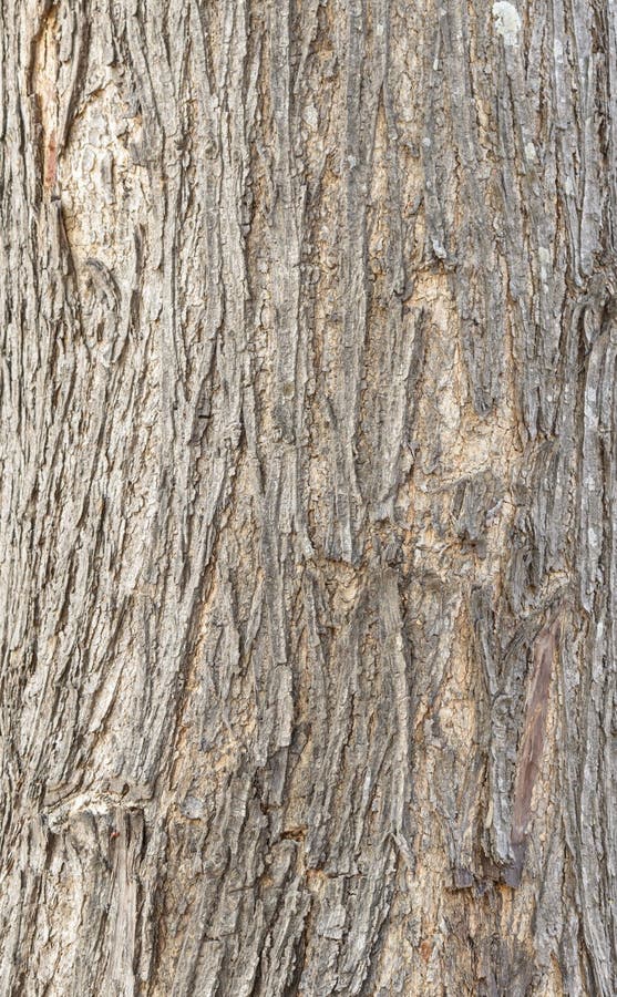 Texture wood. And bark line for background royalty free stock images